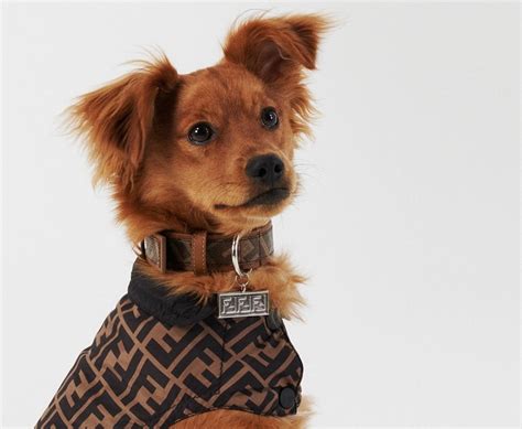 fendi dog collection|Fendi latest collection.